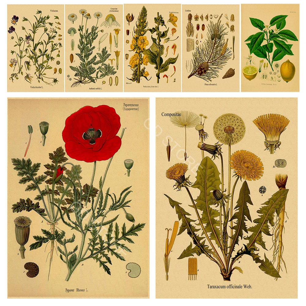 Плакат с изображением цветов в стиле ретро, плакаты с ботаническими принтами, Крафт-бумага, винтажный декор для дома, гостиной, Эстетическая художественная роспись стен Изображение 0